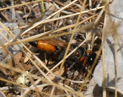 Sphex flavipennis